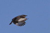 Myrmecocichla formicivora